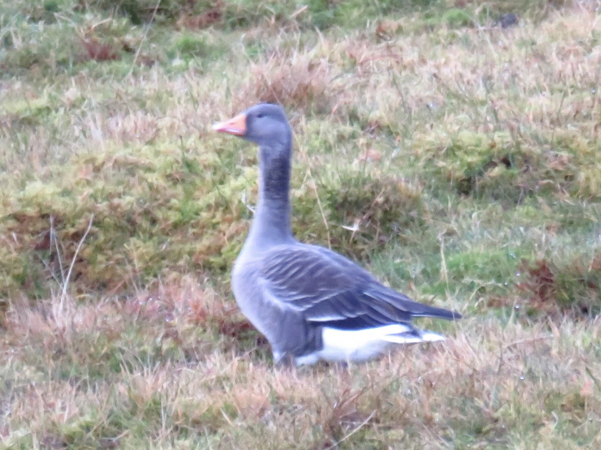 Graylag Goose - ML644814408
