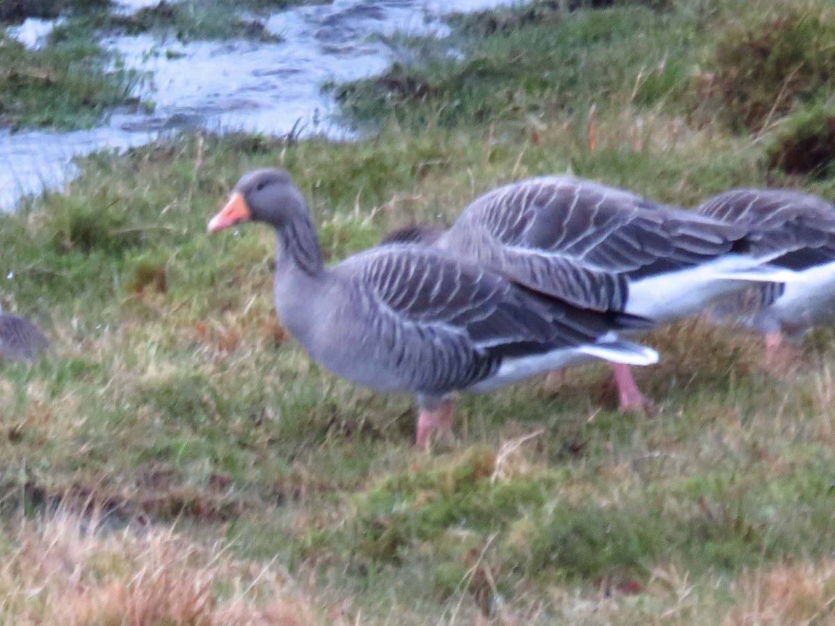 Graylag Goose - ML644814409