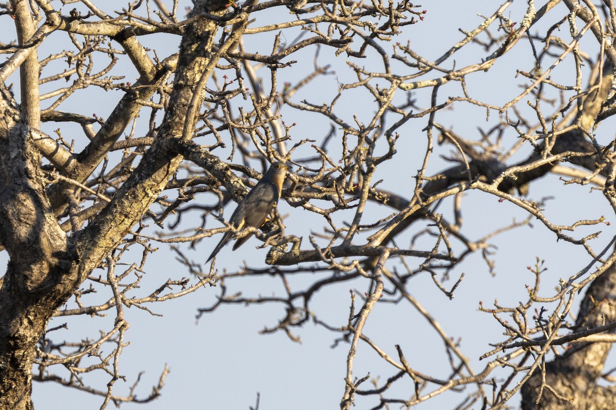 Red-chested Cuckoo - ML644814412