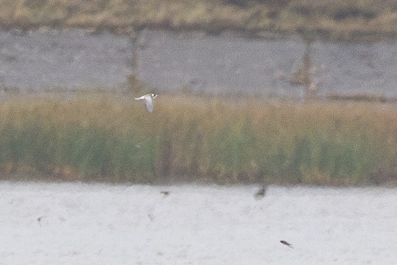 Fumarel Común - ML644814413