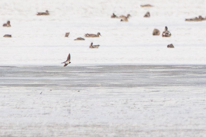 Golondrina Común - ML644814414