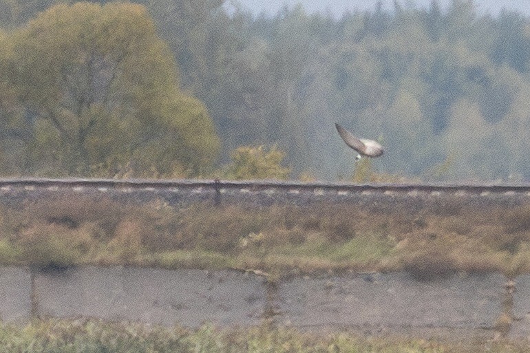 Golondrina Común - ML644814415