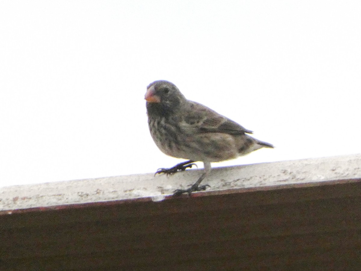 Pinzón de Darwin Fuliginoso - ML644814416