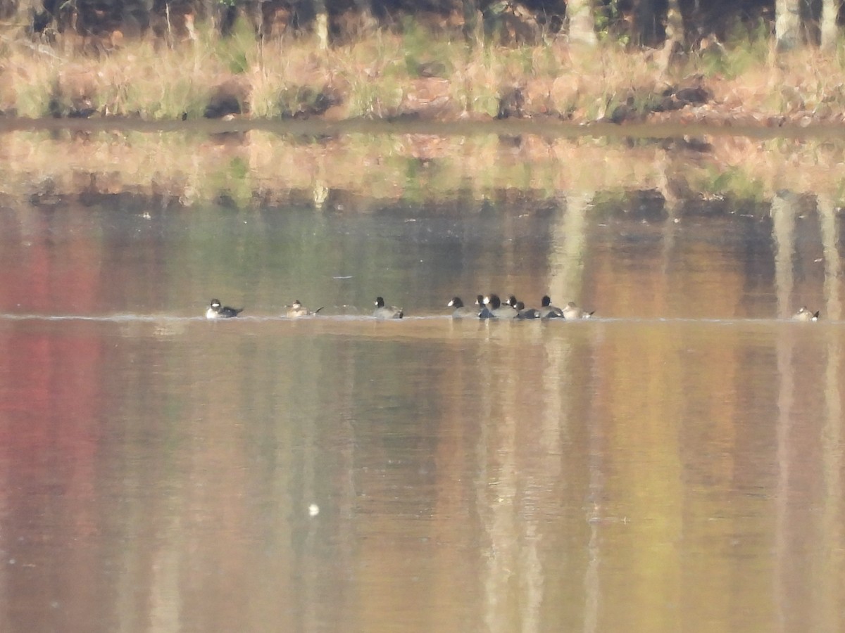 Foulque d'Amérique - ML644814417