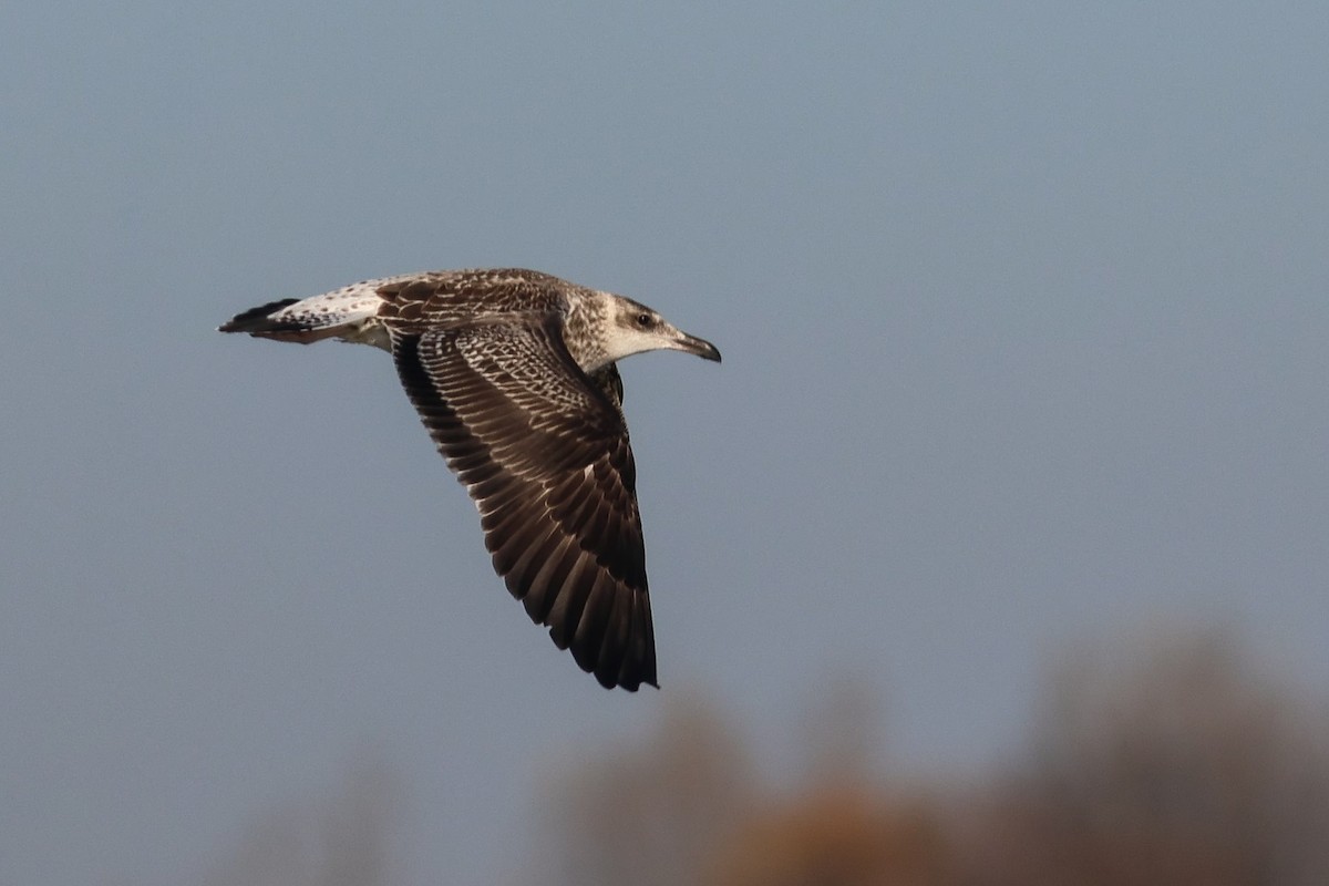 Lesser Black-backed Gull - ML644814419
