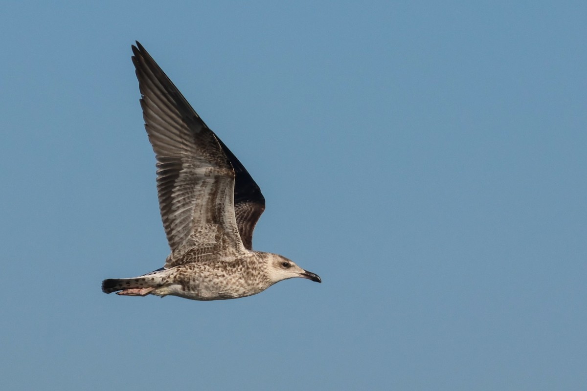 Lesser Black-backed Gull - ML644814420