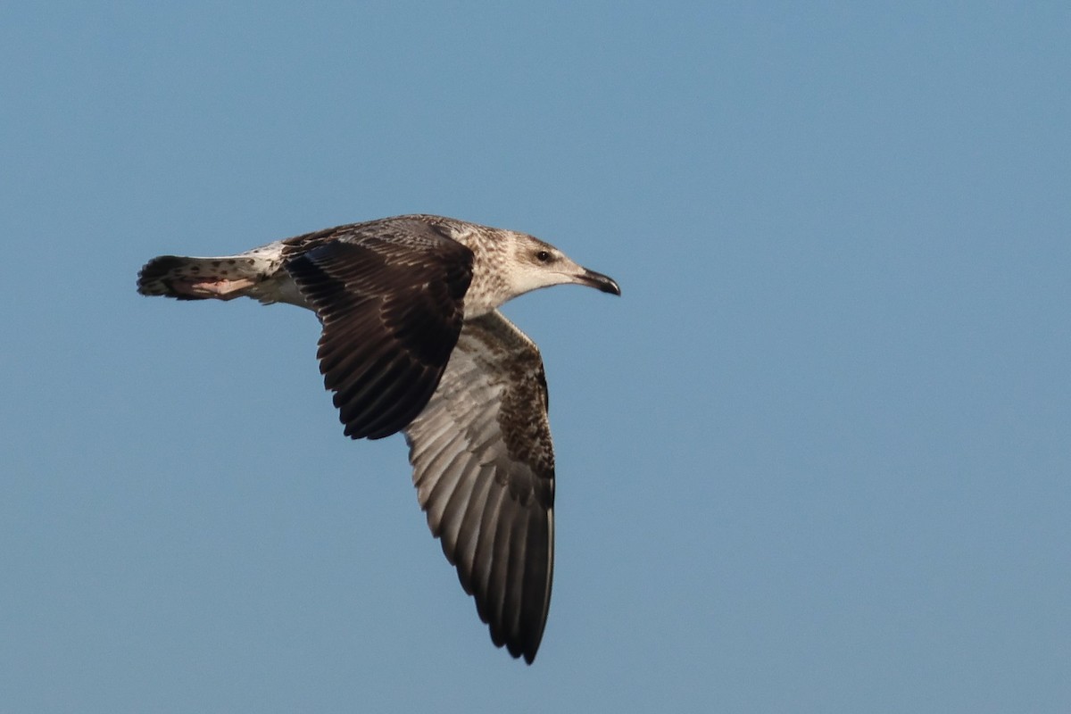 Lesser Black-backed Gull - ML644814433