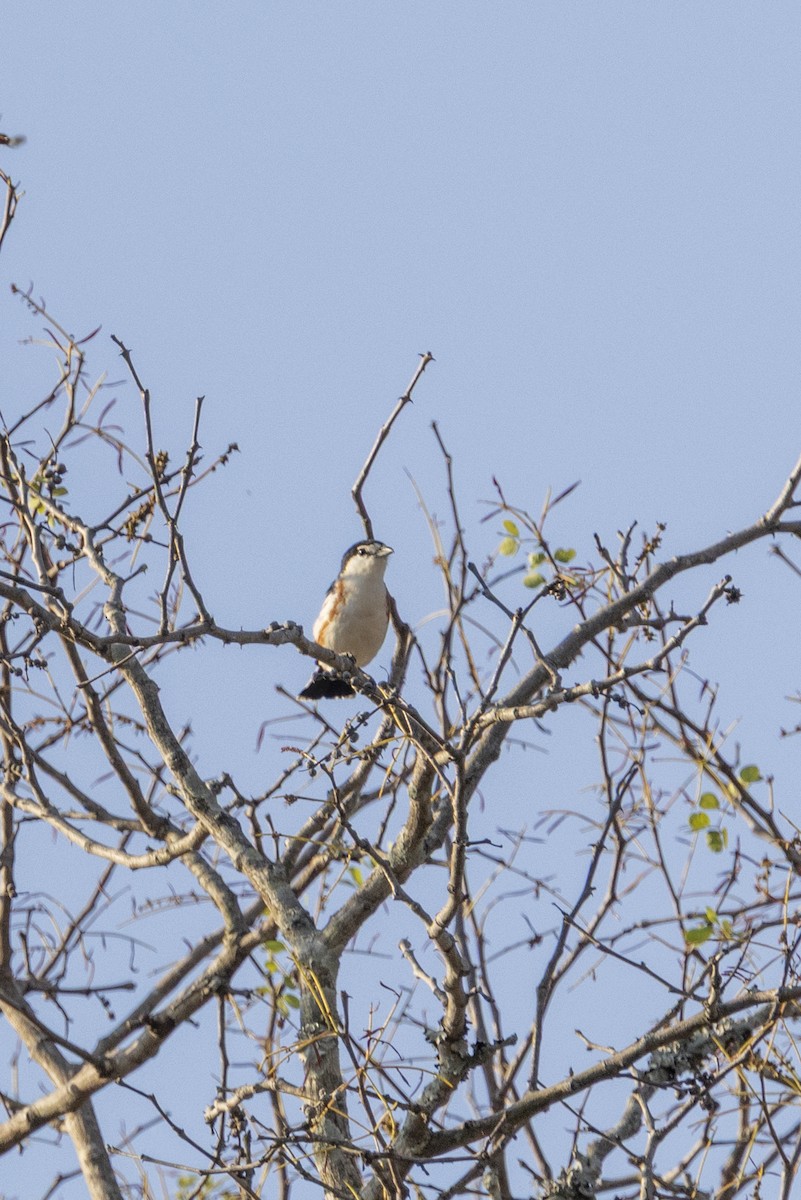 Brubru - ML644814438