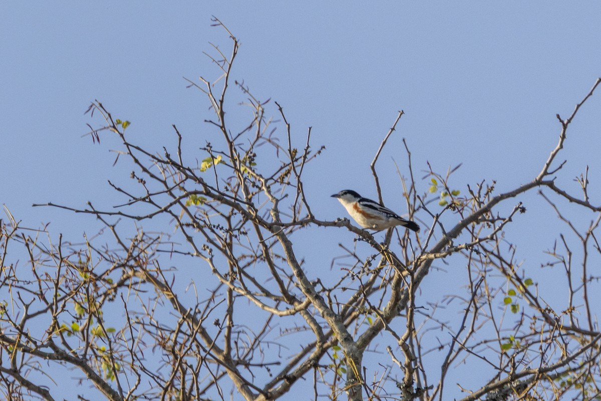 Brubru - ML644814439