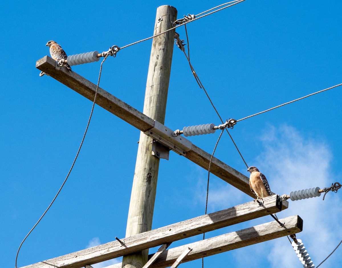 Red-shouldered Hawk - ML644814455