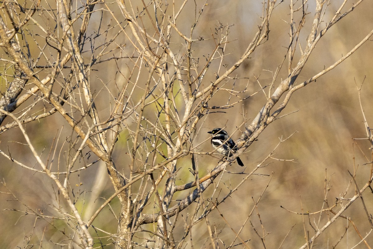 Chinspot Batis - ML644814463