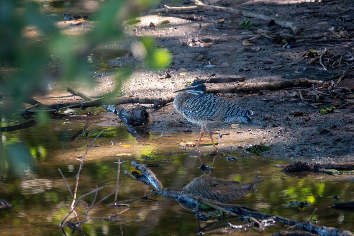 slunatec nádherný - ML644814464