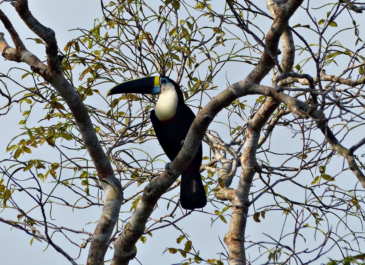 White-throated Toucan - ML644814465