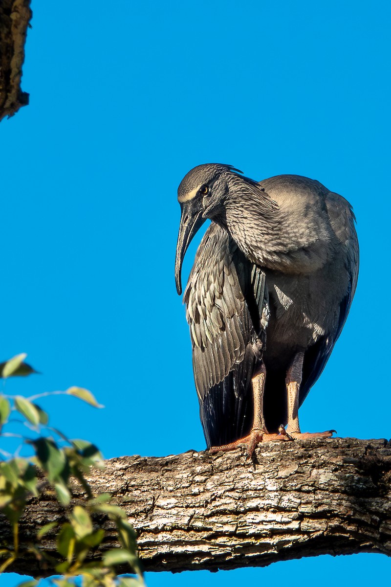 ibis běločelý - ML644814467