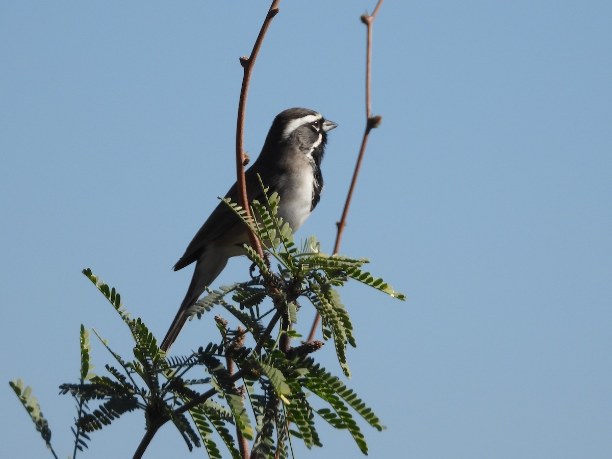 svartstrupespurv - ML644814469