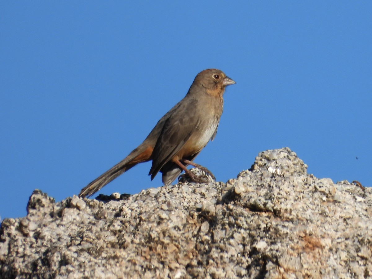 Canyon Towhee - ML644814476