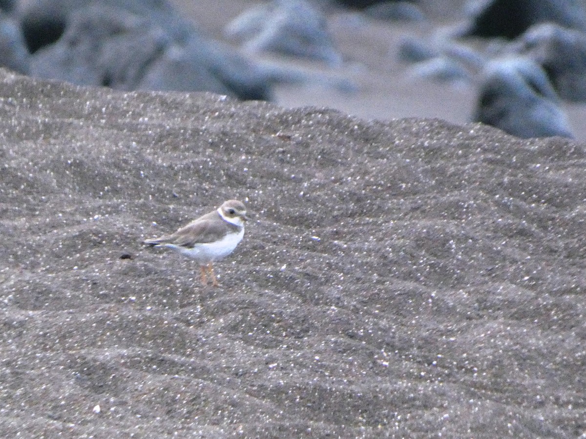 Semipalmated Plover - ML644814484