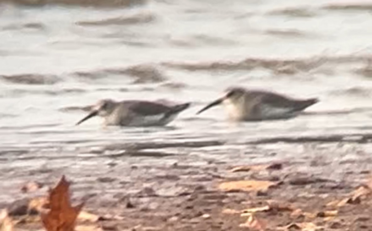 Dunlin - ML644814486