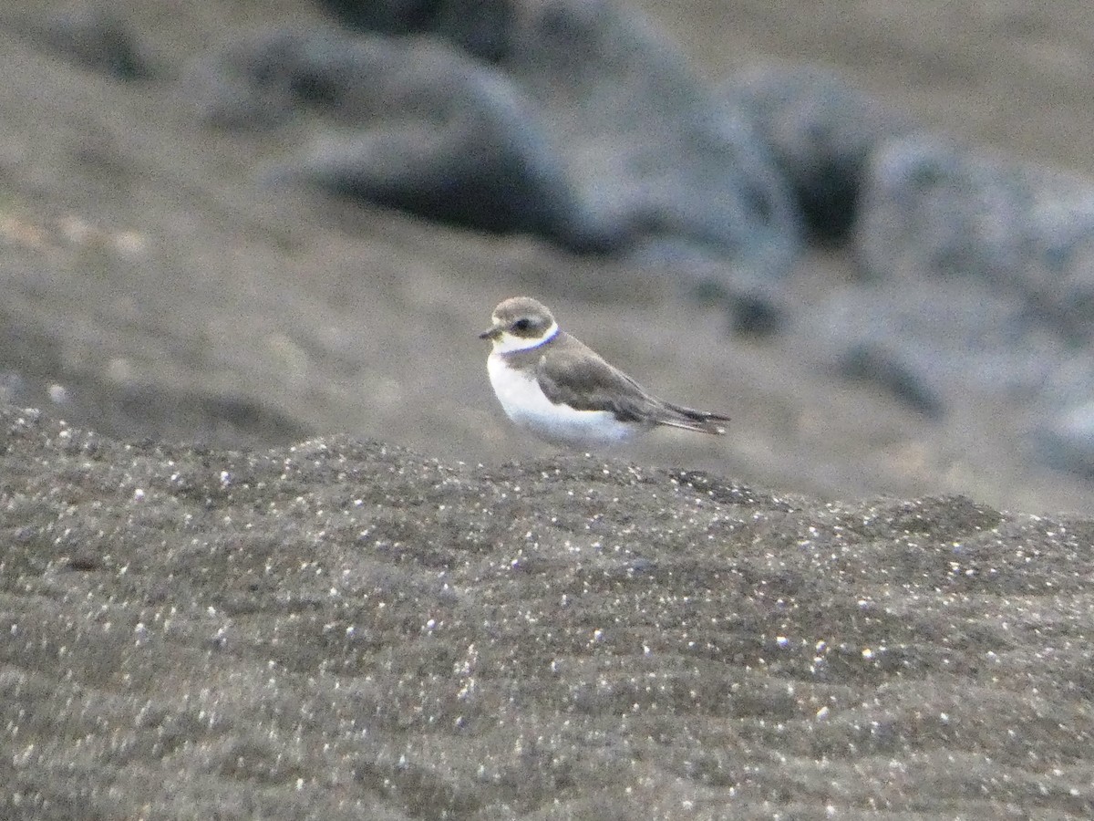 Semipalmated Plover - ML644814491