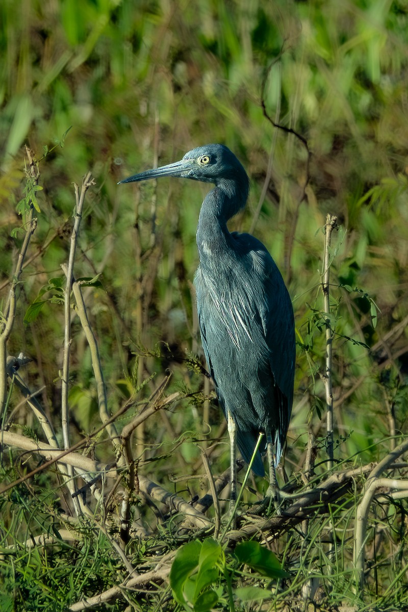 volavka modrošedá - ML644814492