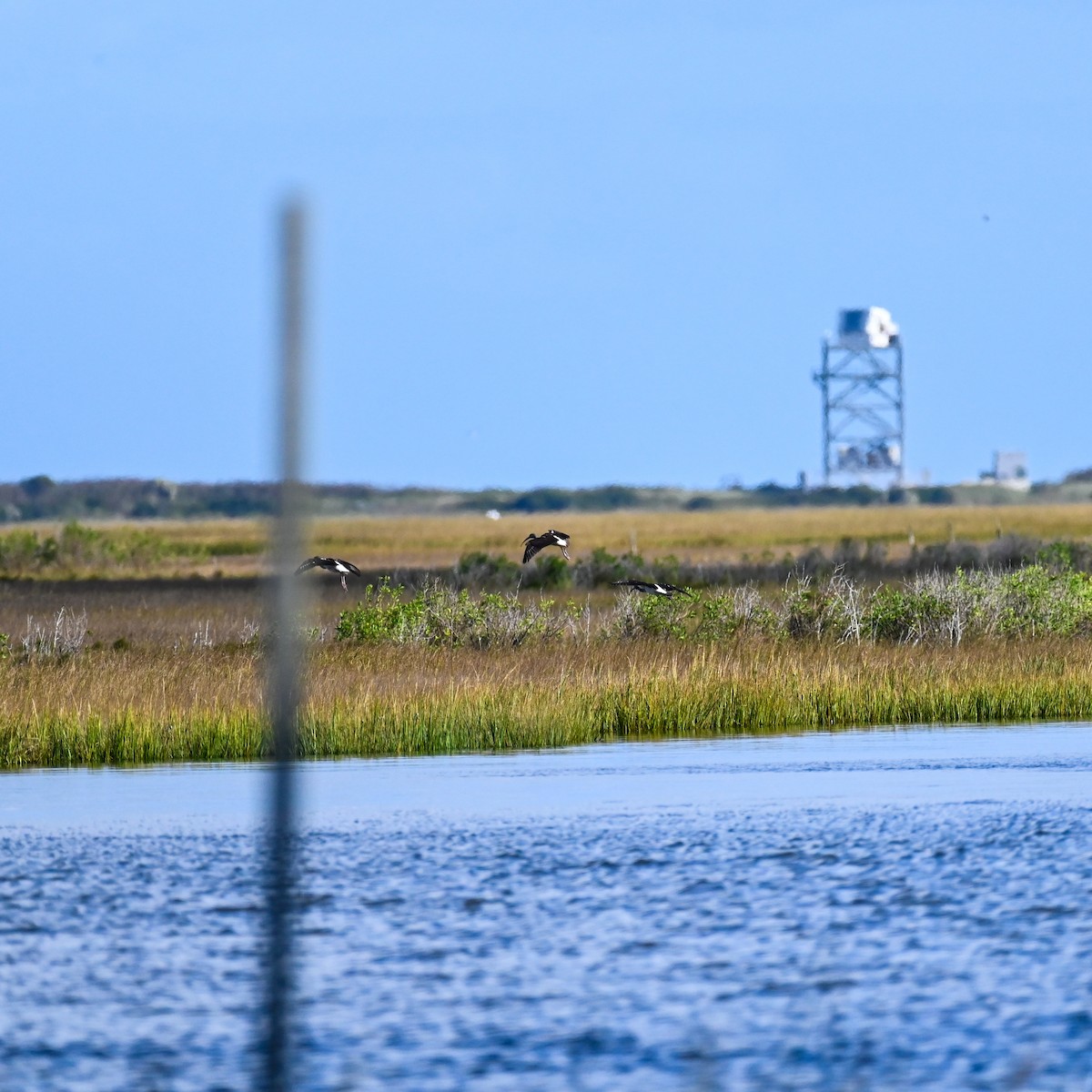 ibis bílý - ML644814503