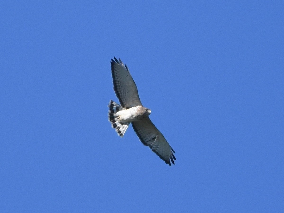 Broad-winged Hawk - ML644814504