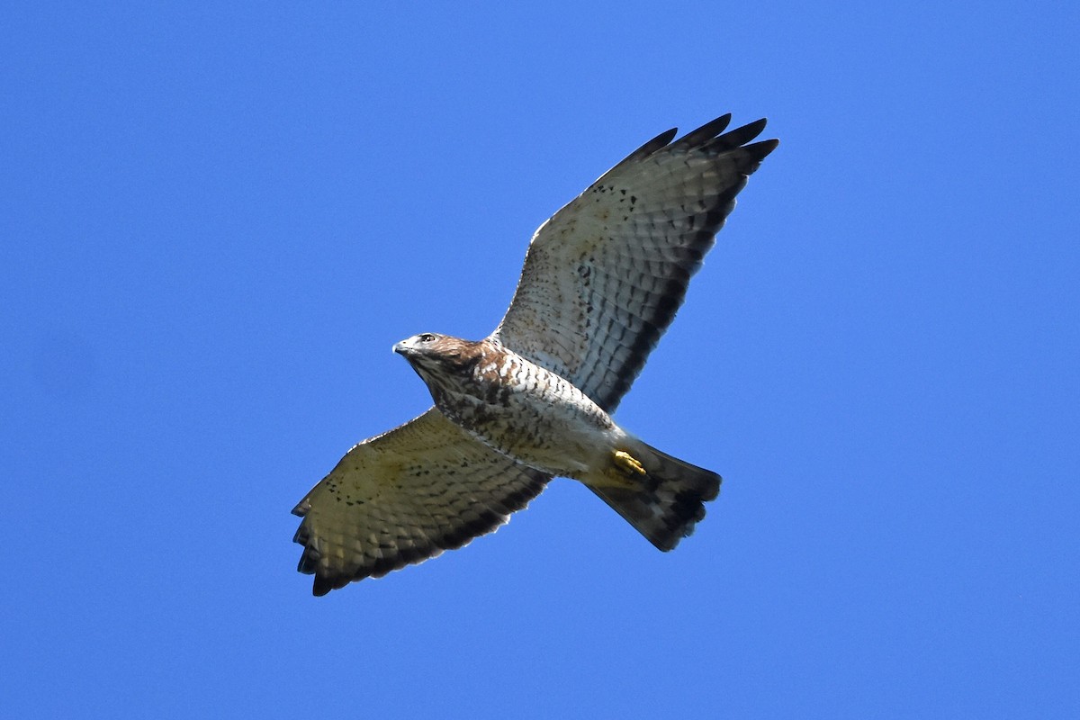 Broad-winged Hawk - ML644814508