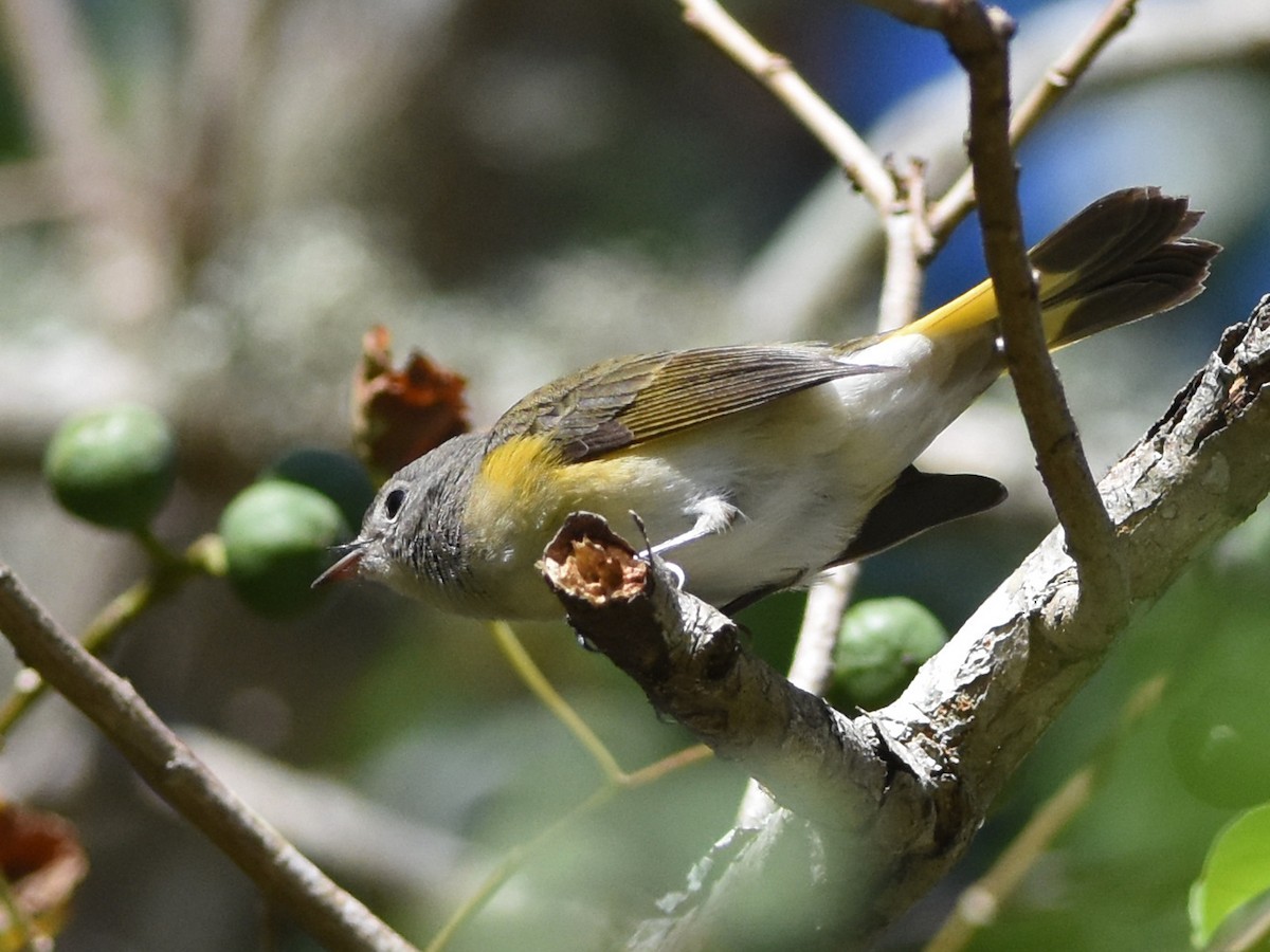 American Redstart - ML644814512