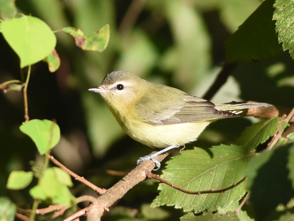 Bireo filadelfiarra - ML644814527