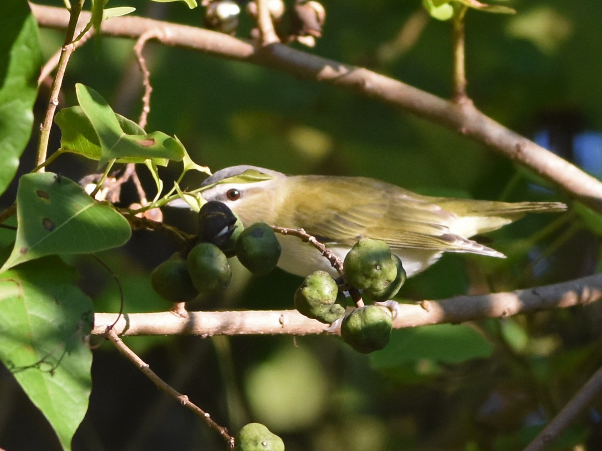アカメモズモドキ - ML644814531