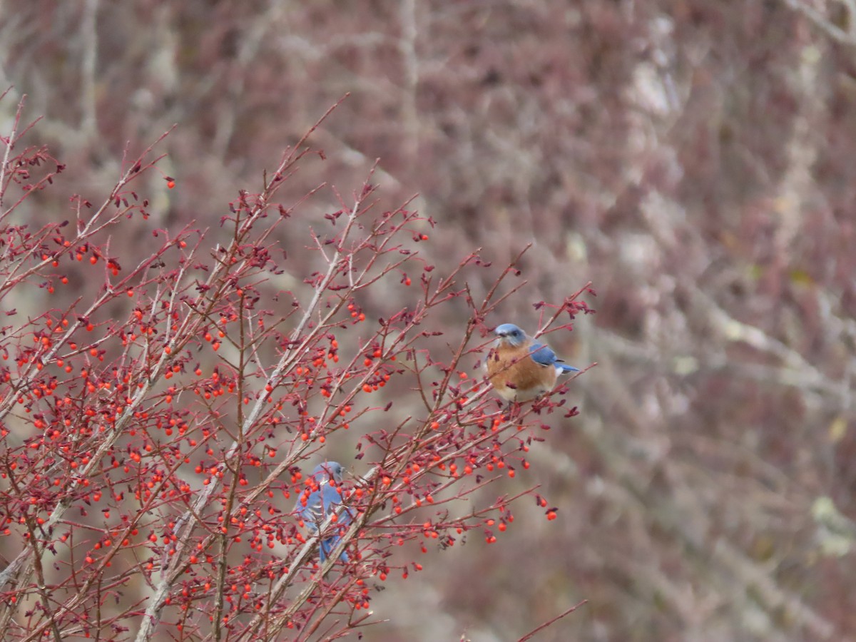 Doğulu Mavi Ardıç - ML644814535