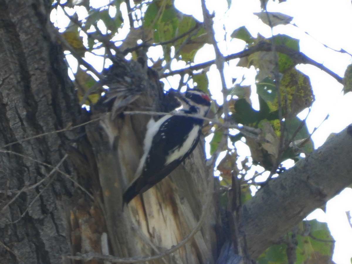 Hairy Woodpecker - ML644814540