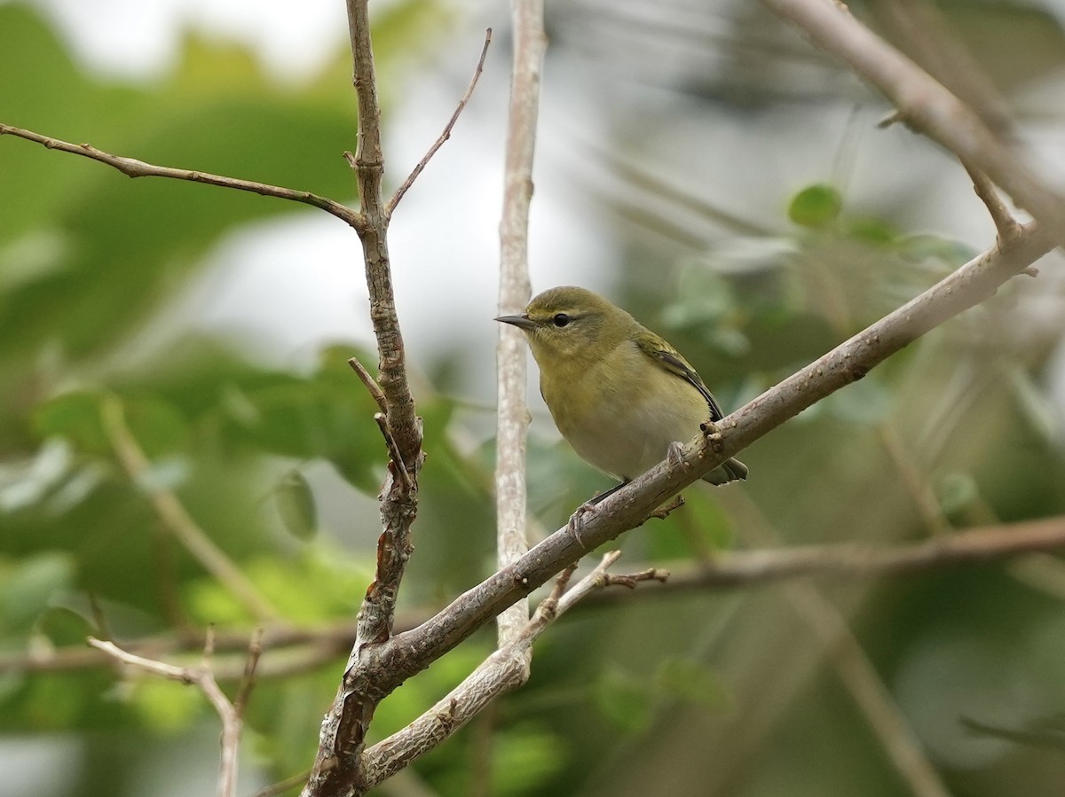 Tennessee Warbler - ML644814542