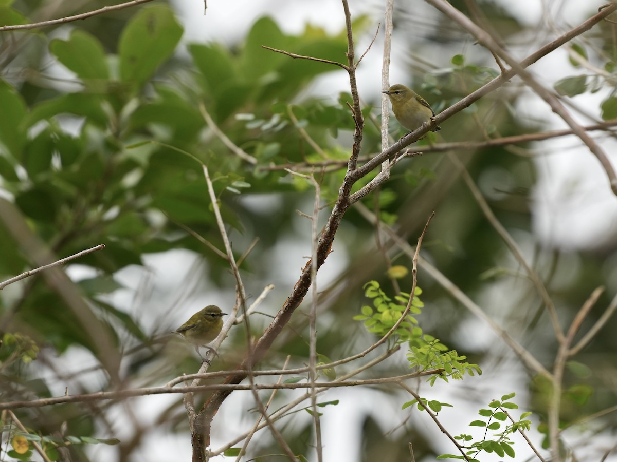 Tennessee Warbler - ML644814543