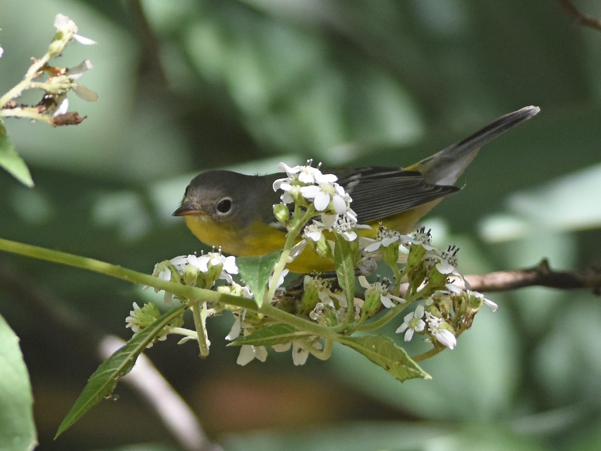 Magnolia Warbler - ML644814545