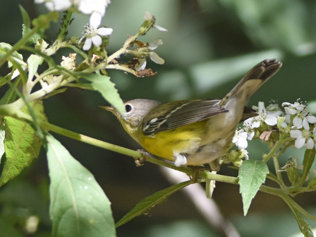 Magnolia Warbler - ML644814546
