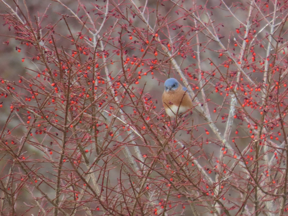 Doğulu Mavi Ardıç - ML644814554