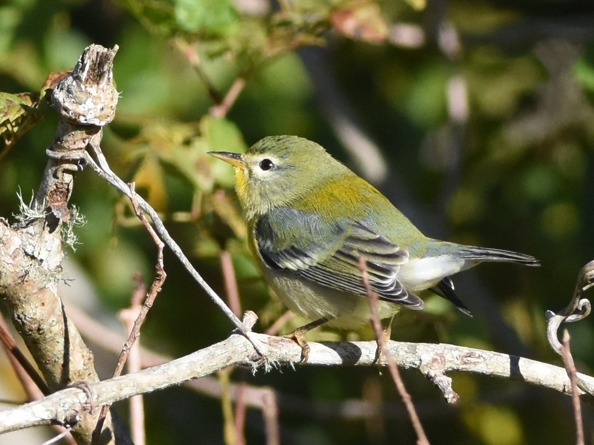Northern Parula - ML644814555
