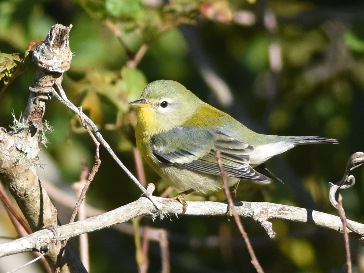 Northern Parula - ML644814557