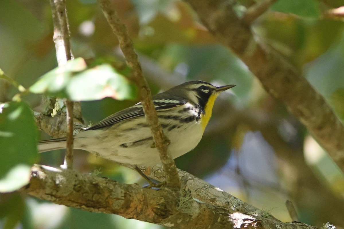 Goldkehl-Waldsänger - ML644814559