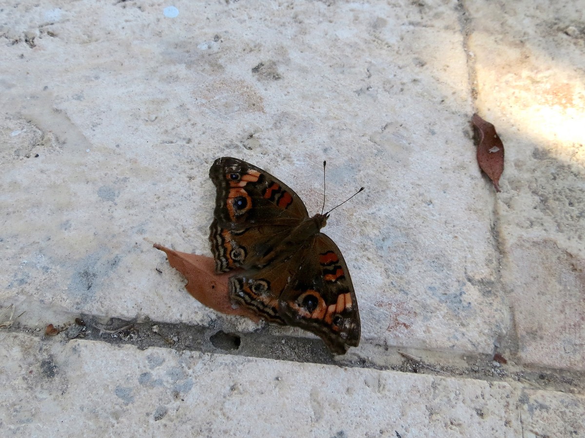 West Indian Mangrove Buckeye - ML644814564