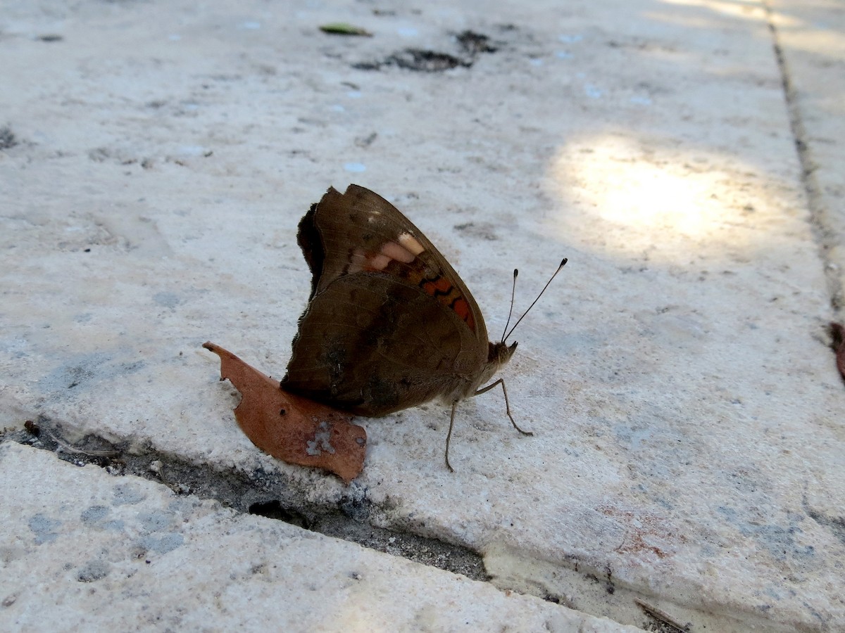 West Indian Mangrove Buckeye - ML644814567