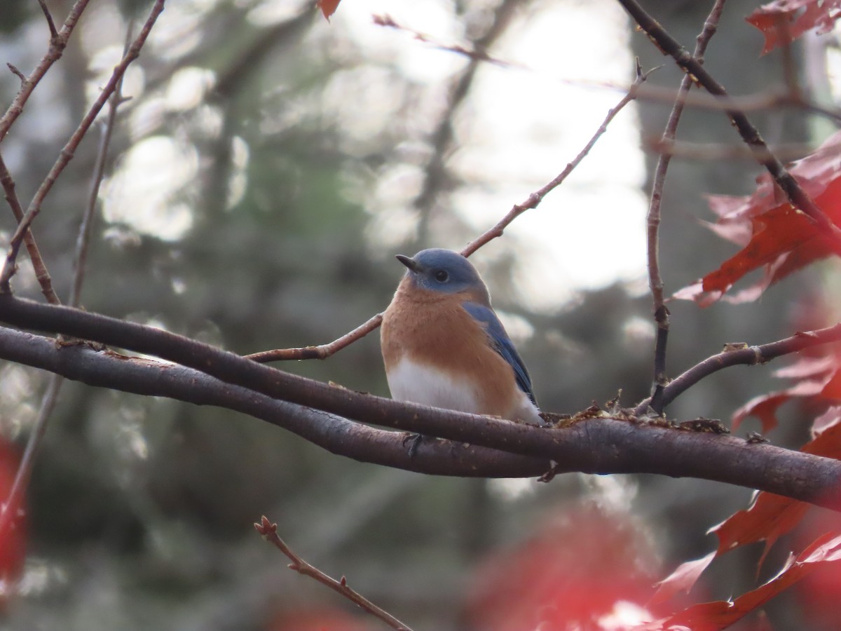 Doğulu Mavi Ardıç - ML644814569