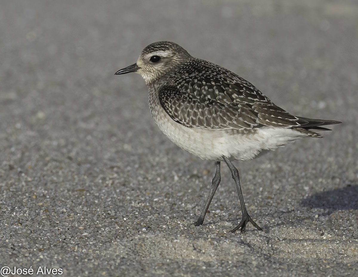 American Golden-Plover - ML644814573