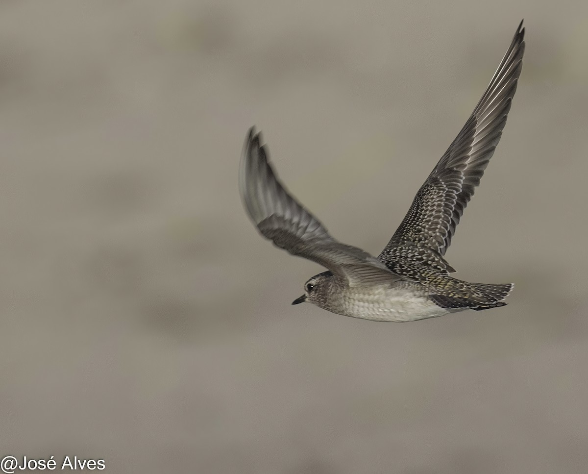 American Golden-Plover - ML644814574