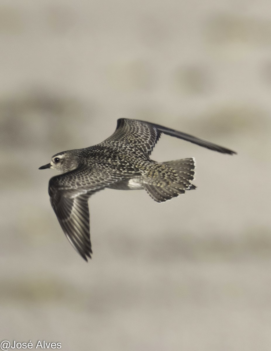 American Golden-Plover - ML644814576