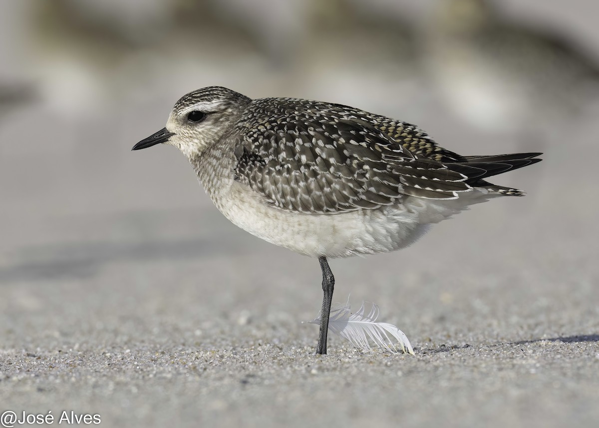 American Golden-Plover - ML644814577