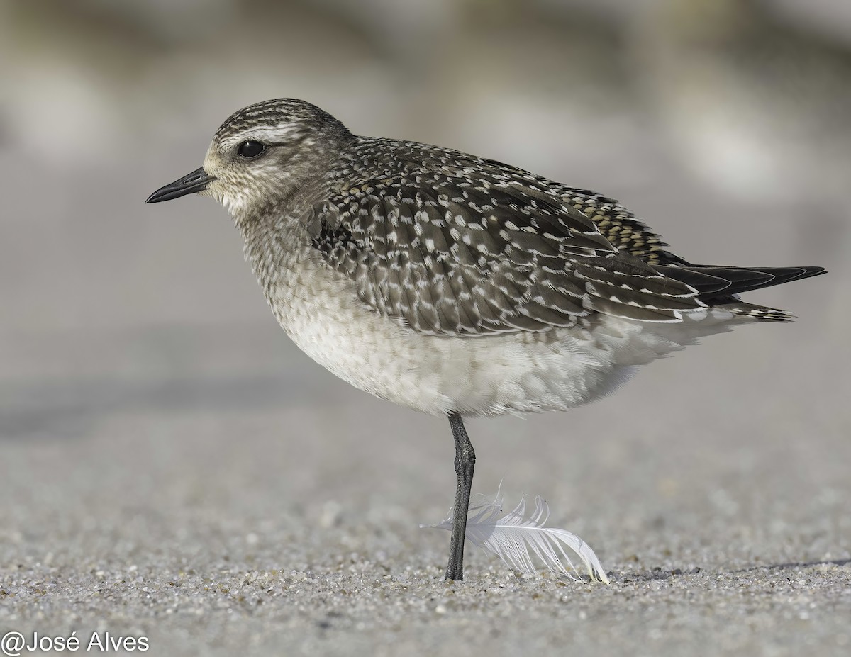 American Golden-Plover - ML644814578