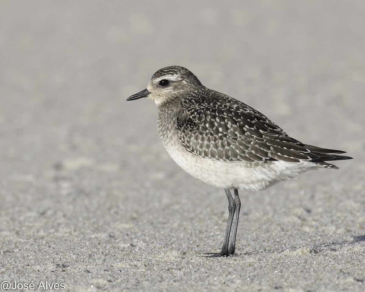 American Golden-Plover - ML644814579