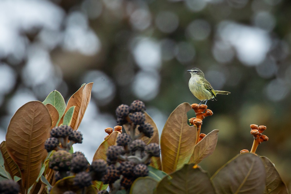 bergtyrannulett - ML644814582